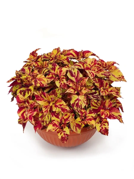 Колеус шлемниковидный «КОЛОРИТ ПРЕМИУМ» БРАЙТ ХОЛЛИДЕЙ 2-ной пак. 5шт Колеус шлемниковидный «КОЛОРИТ ПРЕМИУМ» БРАЙТ ХОЛЛИДЕЙ 2-ной пак. 5шт