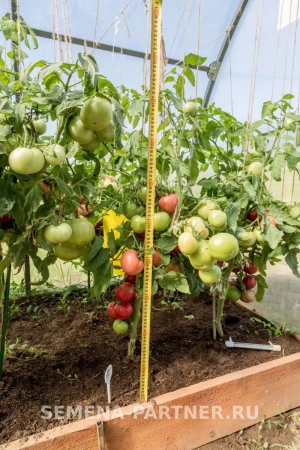 Томат ГЕРЦОГИНЯ ВКУСА F1 2-ной пак. 0,05г