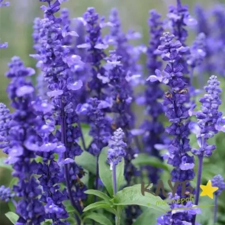 Шалфей лекарственный Экстракта Германия Pro 0,2г