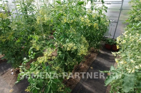 Томат ПОЦЕЛУЙ 2-ной пак. 10шт (снова в продаже)