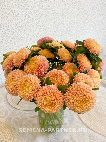 Астра китайская ОСЕННИЙ ПОЦЕЛУЙ 5шт в амп