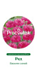 Василек синий Ред Германия Pro 1г