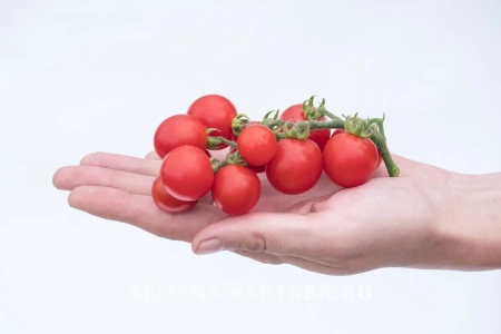 Томат черри КАМЕННЫЙ ЦВЕТОК 2-ной пак. 5шт
