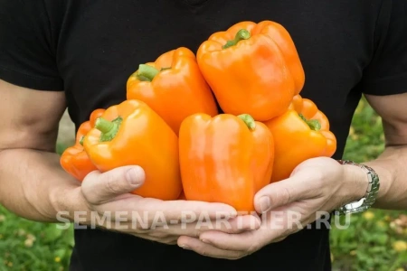 Перец сладкий АЛЛАР F1 2-ной пак. 5шт