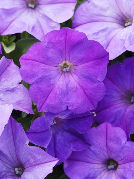 Петуния ИЗИ ВЭЙВ ЛАВЕНДЕР СКАЙ БЛЮ F1 5шт в амп