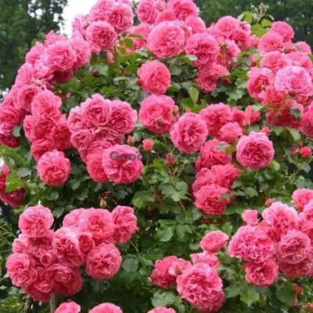 Роза Rosarium Uetersen плетистая саженец кор. ЗКС Сербия "RI" КрК (только самовывоз Дзержинского, Боровая)