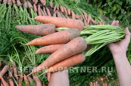 Морковь КУРОДА 1г