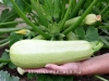 Кабачок ГЕНРИ F1 5шт