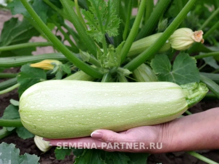 Кабачок ГЕНРИ F1 5шт