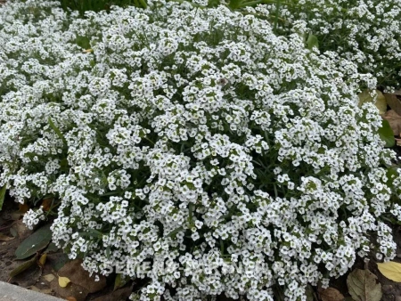 Алиссум ампельный СНОУ ВЭЙВ 10шт в амп