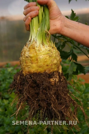 Сельдерей корневой АЛБИН 0,3г