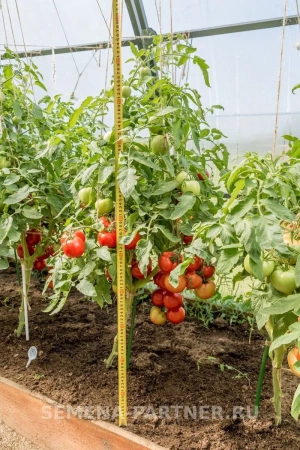 Томат ЛЮБАША F1 2-ной пак. 0,1г