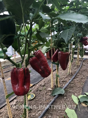 Перец сладкий КЛАУДИО F1 2-ной пак. 5шт