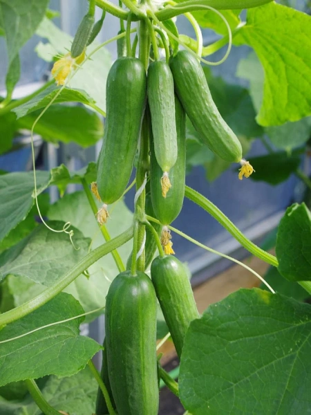 Огурец МАРИНИН F1 5шт