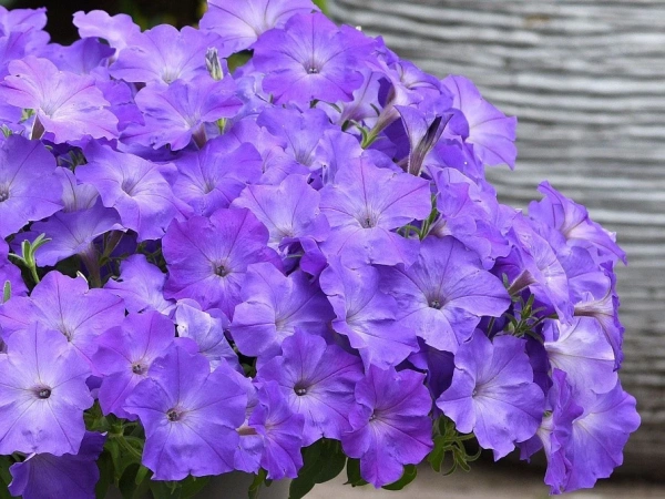 Петуния ИЗИ ВЭЙВ ЛАВЕНДЕР СКАЙ БЛЮ F1 5шт в амп