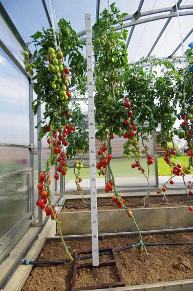 Томат ЛЕТНИЙ БАЛ F1 2-ной пак. 10шт