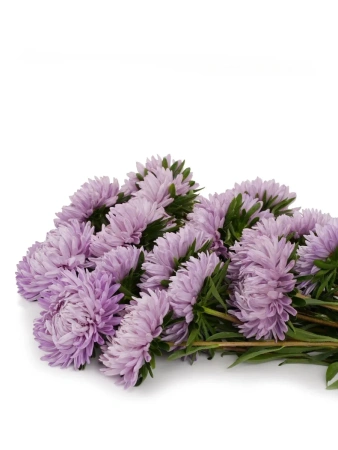 Астра китайская ВЕЧЕРНЯЯ ТАЙНА 5шт в амп