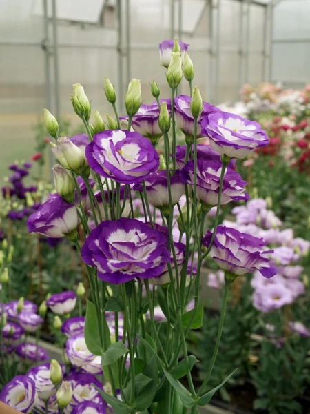 Эустома ПРИНЦЕССА КАРОЛИНА F1 голубая пикоти 5шт в амп