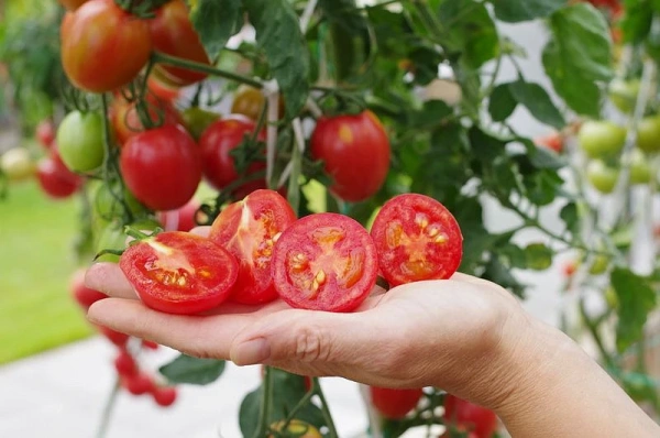 Томат ЛЕТНИЙ БАЛ F1 2-ной пак. 10шт