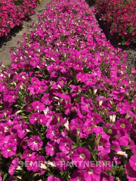 Петуния серия «Итальянка» РОЗАБЕЛЛА F1 5шт в амп
