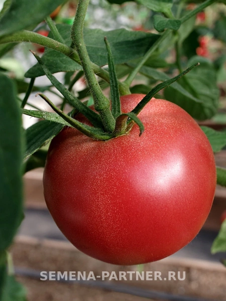 Томат ГАЛАКТИКА F1 2-ной пак. 10шт (ожидается поступление в декабре)