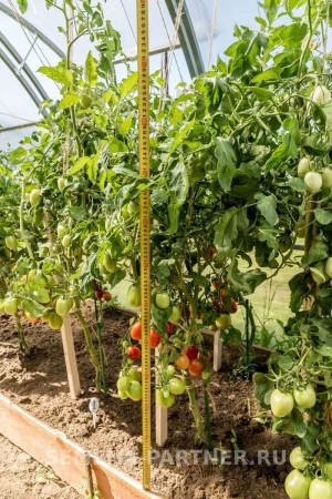 Томат ШПИНЕЛЬ F1 2-ной пак. 0,1г