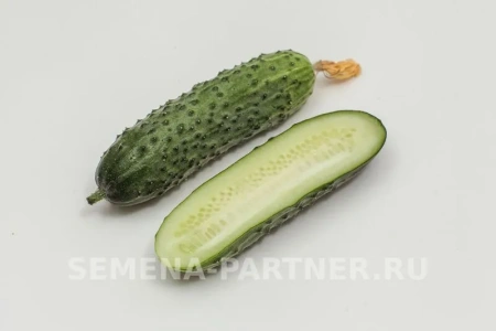 Огурец ШОША F1 5шт