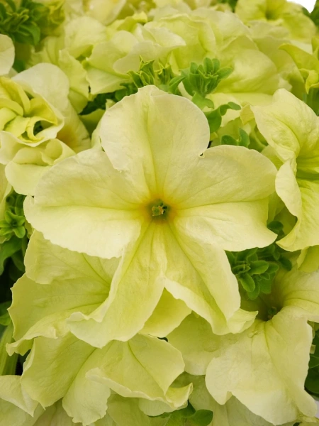 Петуния СОФИСТИКА ЛАЙМ ГРИН F1 5шт в амп