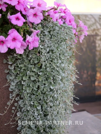 Дихондра серебристая КУДРИ В СЕРЕБРЕ 4шт в амп