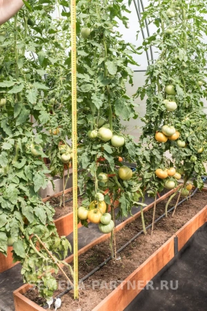 Томат АМАНА ОРАНЖ 0,1г