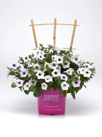 Петуния ТАЙДЕЛ ВЭЙВ СИЛЬВЕР F1 5шт в амп (ожидается поступление в декабре)