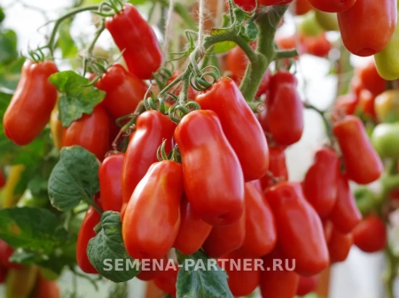 Томат ЖИГОЛО 2-ной пак. 0,05г (снова в продаже)