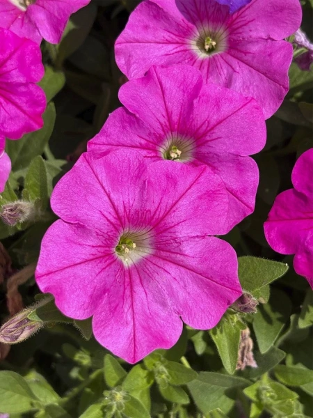 Петуния «Зацветёт LONG» ПИНК ЛАВ F1 5шт в амп