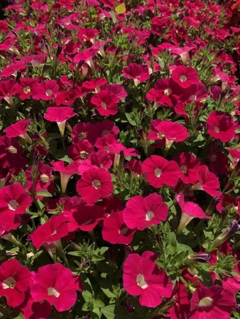 Петуния серия «Лагуна» ИРЕН F1 5шт в амп