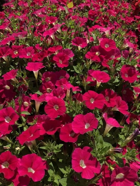 Петуния серия «Лагуна» ИРЕН F1 5шт в амп