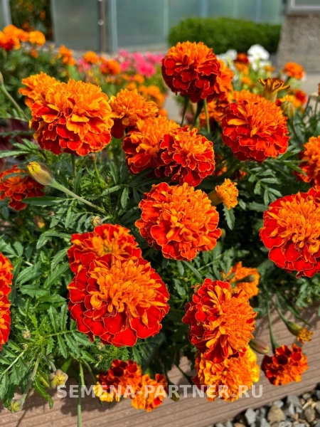 Бархатцы отклоненные БОНАНЗА ХАРМОНИ 2-ной пак. 10шт