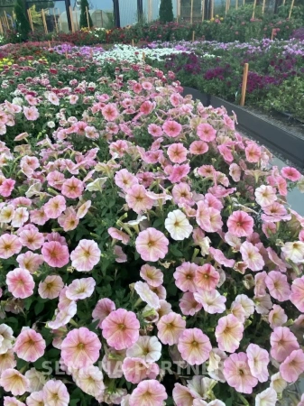 Петуния серия «ЛуЛу» КОКТЕЙЛЬ F1 многоцветковая каскадная терракота 5шт в амп