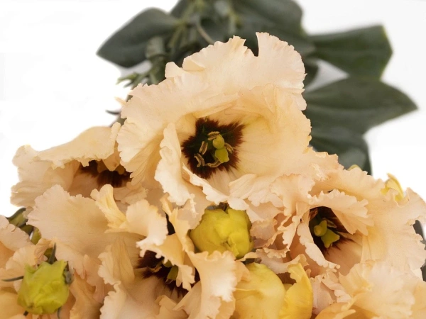 Эустома СЕНЬОРИТА МАРСЕЛА F1 срезочная бахромчатая 5шт в амп