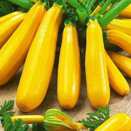 Кабачок Санлайт F1 Франция Pro 5шт