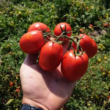 Томат Керо F1 Италия Pro 5шт