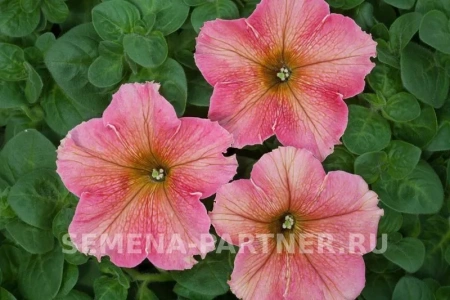 Петуния серия «ЛуЛу» КОКТЕЙЛЬ F1 многоцветковая каскадная терракота 5шт в амп