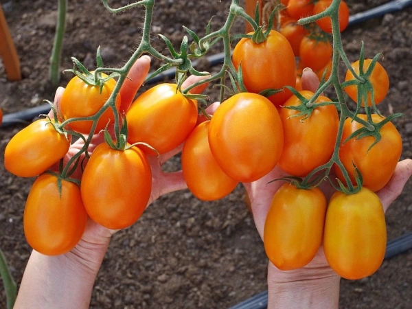 Томат ФАРАДЕНЗА F1 2-ной пак. 10шт