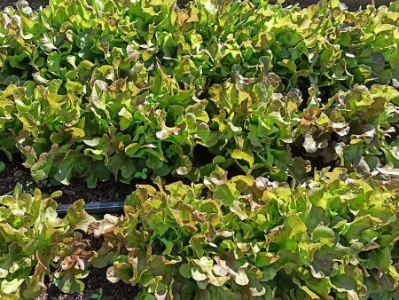 Салат листовой ЭМИЛИ 1г