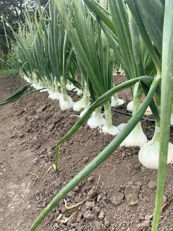 Лук репчатый КОМЕТА F1 0,5г