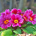Примула Примула