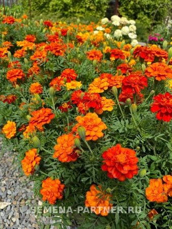 Бархатцы отклоненные РОМЕРО РЭД 2-ной пак. 10шт