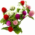 Гомфрена Гомфрена