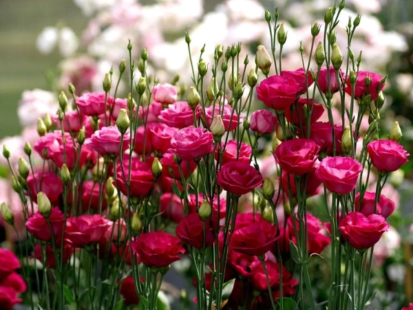 Эустома ПРИНЦЕССА ЛУИЗА F1 красная 5шт в амп