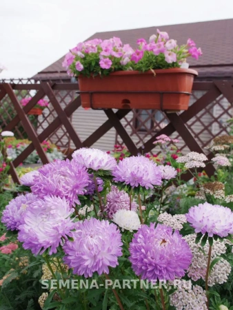 Астра китайская ЗАЧАРОВАННАЯ 5шт в амп