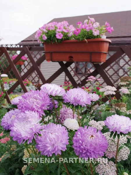 Астра китайская ЗАЧАРОВАННАЯ 5шт в амп